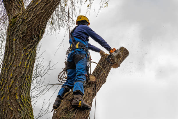 Best Tree Health Inspection  in Lemon Hill, CA